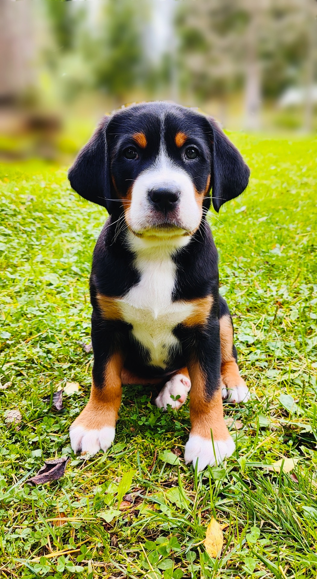 Happiness White Be My Velvet Shadow "Hani" 8vkoa